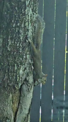 only in atlanta! a squirrel eating a chicken wing clean! #fellinispizzaatlanta llinispizza #atlanta #atl #chickenwing #squirrel 