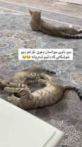 #Hawler🤍💙 #هەولێر_سلێمانی_دهۆك_ڕانیه_کەرکوک_زاخۆ #foryouuuuuuuuuuuuuuuuuuuuuuuuuu #cats #lovecats #foryoupageofficiall #kurdistan 
