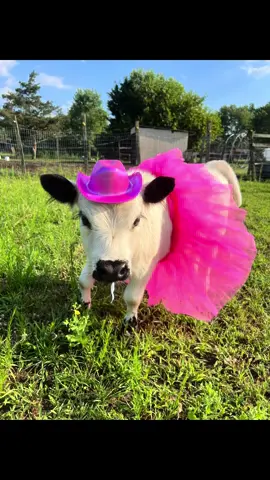 Cowgirl Princess 🩷👑 #microcow #farm #cowgirl #princess #minicow