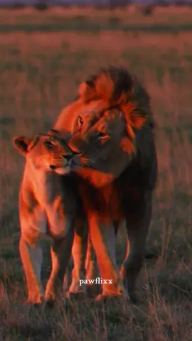 Two souls, one path. Majestic & united. 🦁❤️🦁 #lion #animal #LoveIsLove #fyp #tiktokviral #viralvideos #foryoupage❤️❤️ 