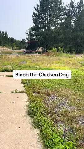 Gosh he’s amazing. Also…. What great news we have to share!!! #binoothechicken