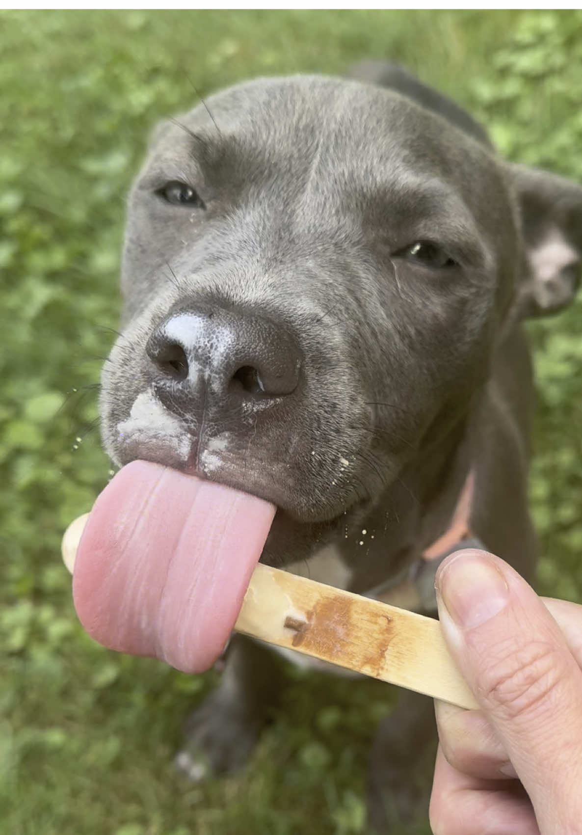 Pup cup on a stick? 