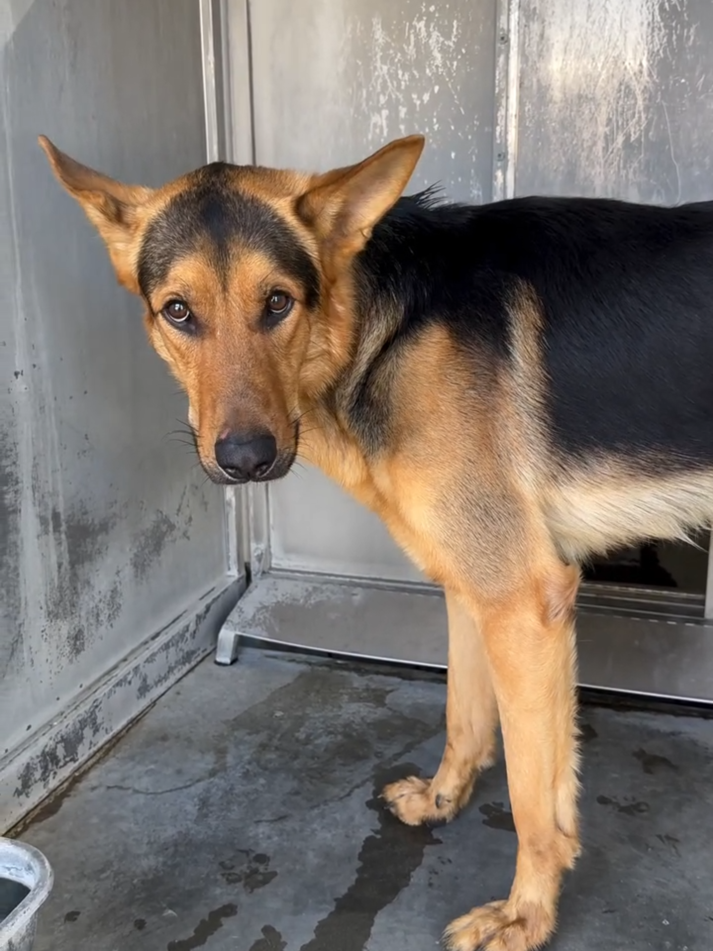 ‼️URGENT: 2:00 PM deadline‼️ RIGATONY - ID #A825265 (available 8/2/25) ♦️RESCUE ONLY♦️ “growling and pacing in the kennel, on approach hard staring” Description: I am a brown and black, unaltered male, who looks like a German Shepherd Dog. Age: I am estimated to be 1 year and 6 months old. More Info: I am in kennel D 61. I have been at the shelter since Jul 28, 2025. I was found near Cajon Blvd And Glen Helen Pkwy in San Bern Uncorp. 📍Devore Animal Shelter 19777 Shelter Way San Bernardino, CA 92407 📞 Phone Number: (909) 386-9820 📧 Shelter’s rescue coordinator:  SBAC.rescue@dph.sbcounty.gov 🕘 Hours: Mon-Tue, Thu-Fri: 10:00 AM - 6:30 PM Wednesday: 10:00 AM - 7:00 PM  Sat-Sun: 10:00 AM - 5:00 PM 🔰 This is an independently run page not affiliated with any shelter or rescue organization. We are a community of volunteers helping the dogs get seen and saved.🔰 #devoreanimalshelter #rescuingsaveslives #devoreshelter #fosteringsaveslives #sanbernardinocounty #shelterdogs #dogsdeservebetter #germanshepherds #gsdsofinstagram