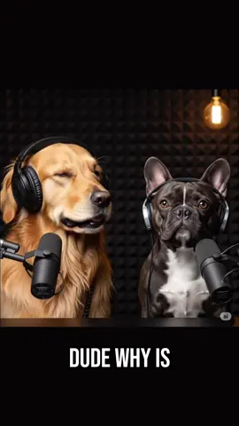 Dog Podcast 