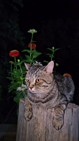 #CapCut 𝑆ℎ𝑎𝑣 𝐵𝑎𝑠̌🤍🌿🥀