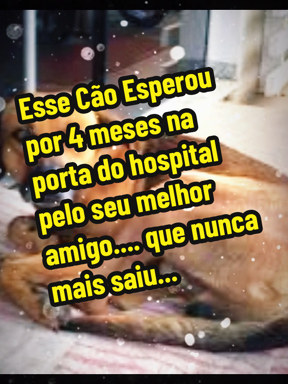 🦴 Lindo vídeo que mostra a fidelidade e amor de um cão, que na cidade de Novo Horizonte, São Paulo, esperou na porta do hospital o seu dono e melhor amigo por 4 longos meses.... porém, infelizmente o dono nunca mais iria sair daquela porta... #cachorros #historiareal #melhoramigodohomem #novohorizontesp #amocachorros 