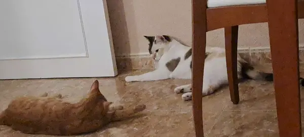 Cut Games 💕🐱