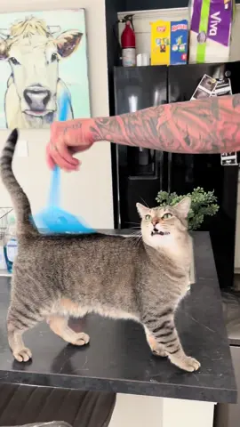 anyone else’s cats obsessed with fly swatter butt pats or ?😭 #catsoftiktok #cats #beancat #tabbycatsoftiktok #tabbycat #catmom #foryoupage #fyp #fyppppppppppppppppppppppp 