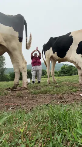 When you and your cows share music taste 🎶 @KATSEYE ❤️ #tiktokpartner 