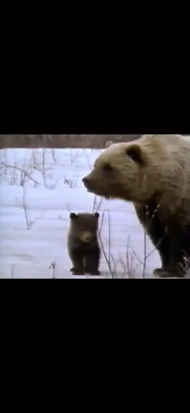 #grizzly #cute 