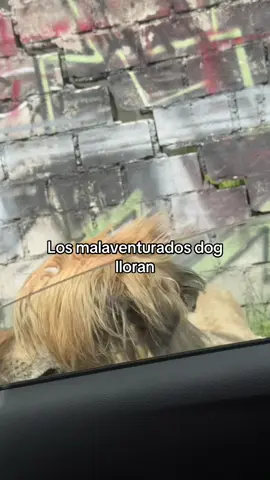 Mejor alisado que mis amigas @emo @PXNDX_OFICIAL #losmalaventuradosnolloran #dog #frypgシ #perros #humor 