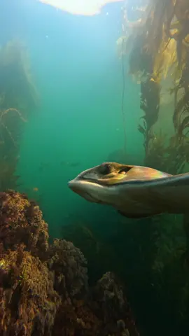 this is by far my favorite bat ray video I’ve ever captured. I was nearing the end of my breath hold when I saw these two bat rays approaching from the distance - I pushed myself to make sure I captured this epic experience. enjoy the close ups🤙🏻 #diving #snorkeling #gopro #ocean #ray 
