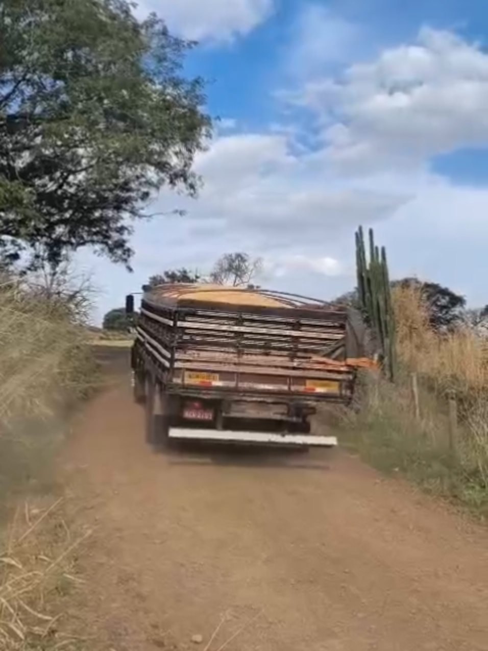 OLHA APREÇÃO BAIXADO 1111 #muriçoca #1111 #1113 #milho #a #ag #agro #agricultura @Cristofi 