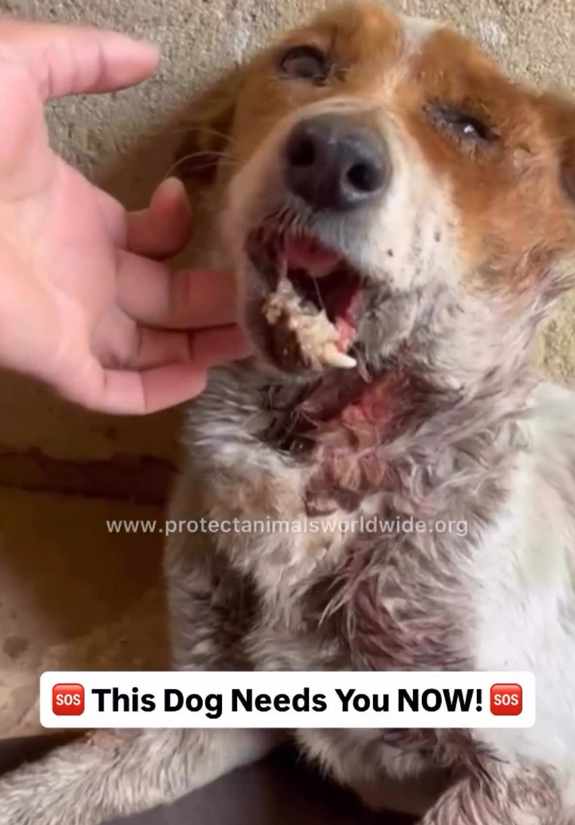 🚨 DON’T SCROLL PAST!!! URGENT RESCUE HAPPENING NOW!! PLEASE HELP!!! 🚨 We just received a desperate call for help!! A dog has been hit by a car and suffered a very serious jaw fracture!!!  We don’t know exactly when the accident happened, but what we do know is that he’s in pain, and he needs immediate medical attention!! 😭💔 🆘‼️Please help us save him!! Time is critical, and his life matters!! He’s suffering and needs us all right now!! Donate ANY amount!!  👉LINK IN BIO FOR ALL THE WAYS TO HELP!👈 #DogRescue #EmergencyRescue #AnimalEmergency #InjuredDog #HelpSaveLives #AnimalLoversUnite #DogNeedsHelp #RescueDogInNeed #AnimalRescueMission #ProtectAnimals #Emergency