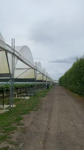 #англия #workinengland🇹🇯🇬🇧 #фермаанглия #работаванглии #wokingham #strawberry #голубика #ферма #heathlandfarm #работаферма 