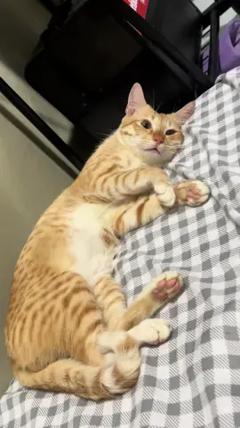 POV: nalaman mong kabit ka #fyp #catsoftiktok #sad #brokenheart #foryoupage #fyppppppppppppppppppppppp 