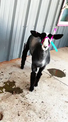#sheep #showlambs 