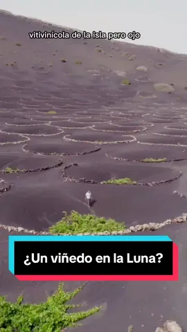 Nunca habías visto una viña como esta… 🍇🌋 En pleno corazón volcánico de Lanzarote, @casa.althay está haciendo algo verdaderamente único: un viñedo sembrado en ceniza volcánica, donde cada vid crece en un hoyo cavado a mano para protegerse del viento y captar humedad del aire. Cultivan Malvasía Volcánica y Listán Negro, recuperando viñedos históricos con métodos tradicionales, y técnicas como ánforas de barro y depósitos de acero para vinificar. Incluso están elaborando un Orange Wine con Moscatel que fermenta con sus pieles. Una locura. 🍊🍷 Todo esto sin buscar producir en masa. La apuesta es por la calidad, la exclusividad y el carácter volcánico que define sus vinos. ¿En qué país crees que está este viñedo tan especial? Te leo en los comentarios. 👇 #vinos #vino #sommelier #vinosylicores #bar 