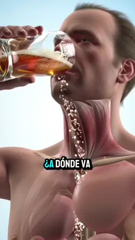 ¿A dónde va la cerveza después de que te la tomas? 🍺🧬#CervezaEnTuCuerpo #CienciaExplícita #CómoFuncionaElCuerpo #AlcoholYBiología #DatosQueNoSabías