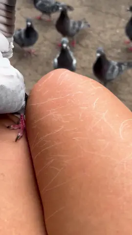 #pigeon #scratch #pigeons #pigsoftiktok #idontmind 