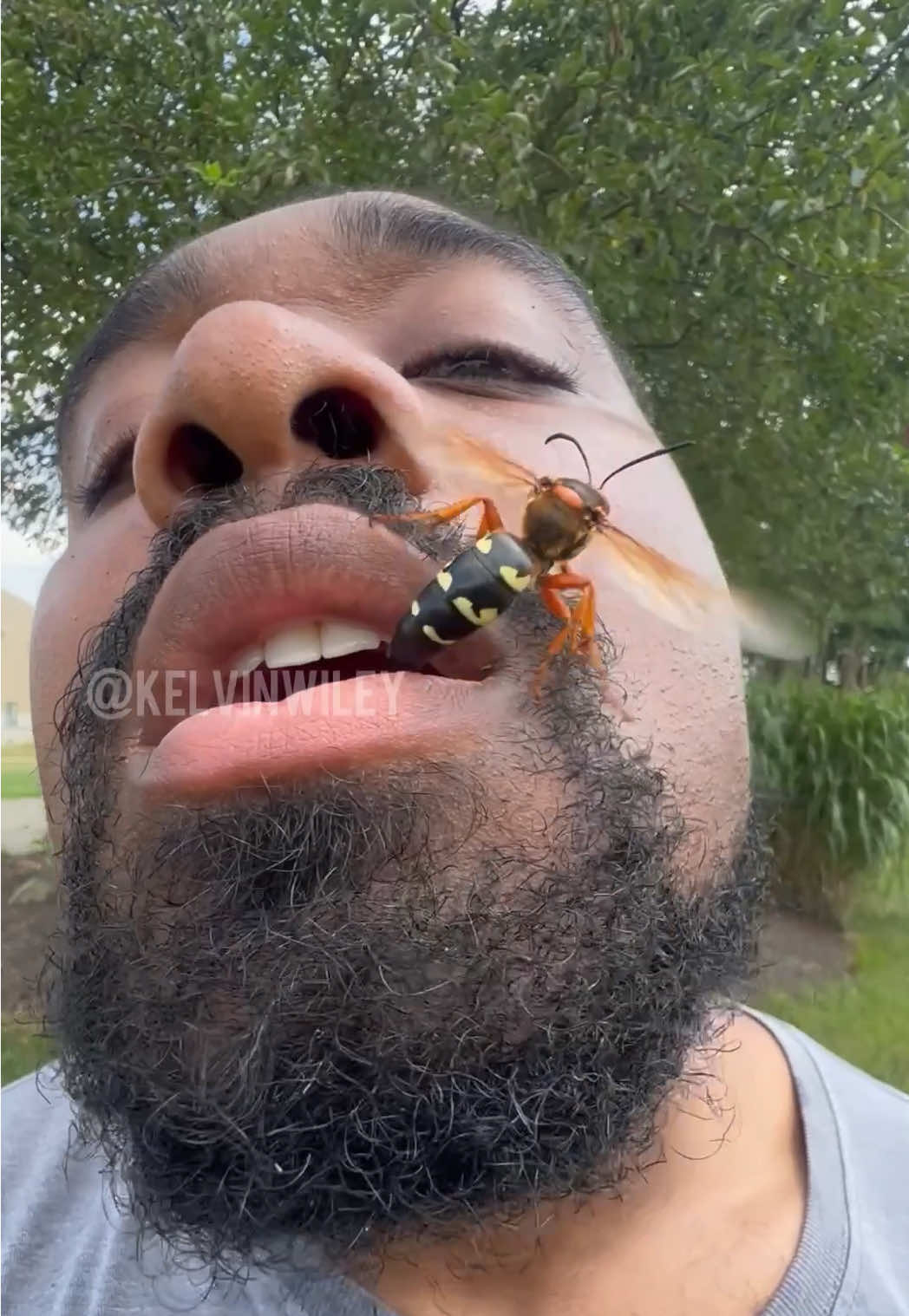 Eastern Cicada Killer (Sphecius speciosus) reveal!!! #insects #bug #wasp #entomology #fyp 