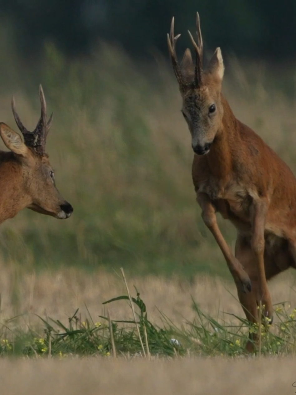 le rut, c'est aussi ça ... #brocard #animauxsauvages #wildlifephotography #chevreuil 