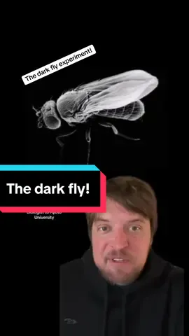 The dark fly! #science #learning #learneclecticthings 