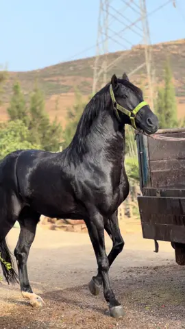 #عشاق_الخيل #مغنية_____وجدة🇲🇦🇩🇿🇩🇿🇩 #لدهم_سيد_الخيل #maroco🇲🇦algeria🇩🇿tunisia🇹🇳 #تبوريدة_المغربية #شلفاوة_والحلاوة🔥 #fyp #الجزائر🇩🇿 
