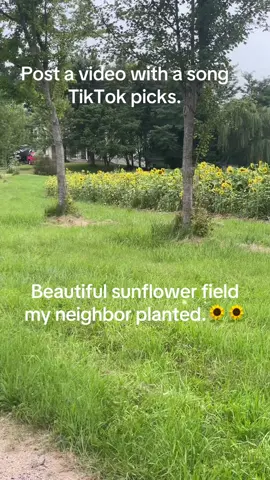 #tiktok #algorithm #sunflowers #goviral 
