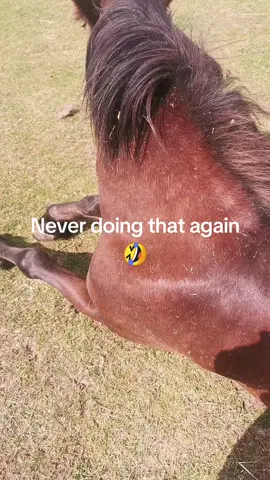 Never doing that again #horsefails #oopsies😜🤣 #funny #foryoupage❤️❤️ #hopeyoulikevid#pls#blow#up#my#phone#with#likes#warmday#fyppppppppppppppppppppppp #tommy  #tiktok #bayhorse#hight#13.#2 #hands#lovemybigbaby#eventhohesolderthanme#newforestponeys#funny