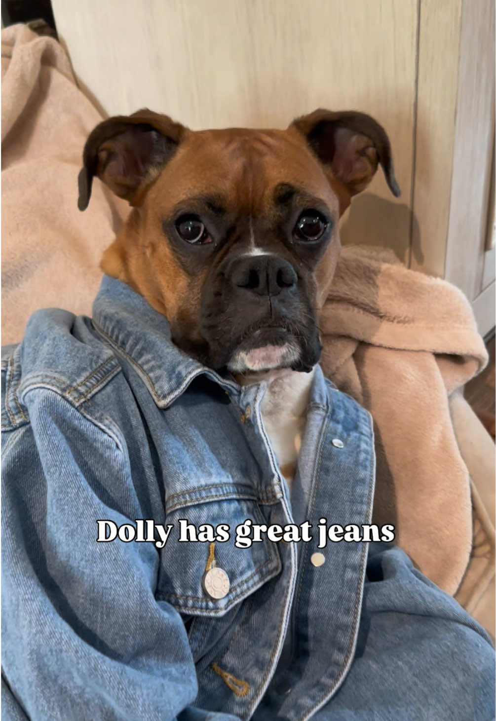 I got mom's good looks and dad's spicy temper!😂 I have great jeans!!😎#boxer #boxerdog #boxersoftiktok #boxermom #dogsofttiktok #americaneaglejeans