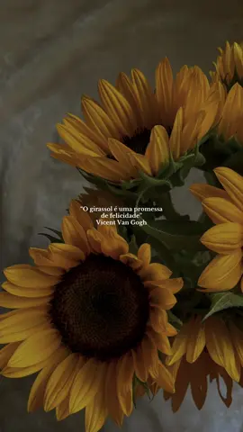 🌻#aesthetic #foryoupage #videoviral #flowers 
