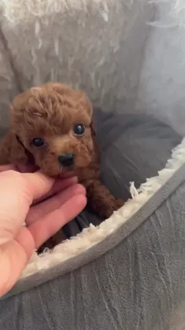 PLEASE LIKE SHARE TO FRIENDS WHO MIGHT BE SHARE. ALSO TAG FRIENDS IF INTERESTED  .#doglover #doglovers #cutnessoverload #cutepetclub #toomuchcuteness #toocute #toocuteforwords 