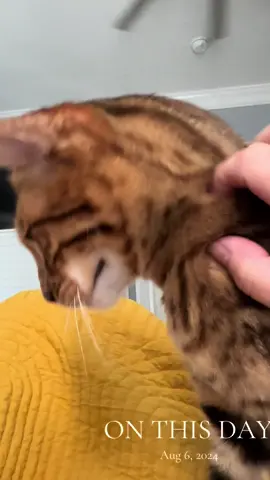 He’s still a #goodboy #onthisday #cat #kitty #bengalcat #catlover #catsoftiktok #bengalcatsoftiktok 