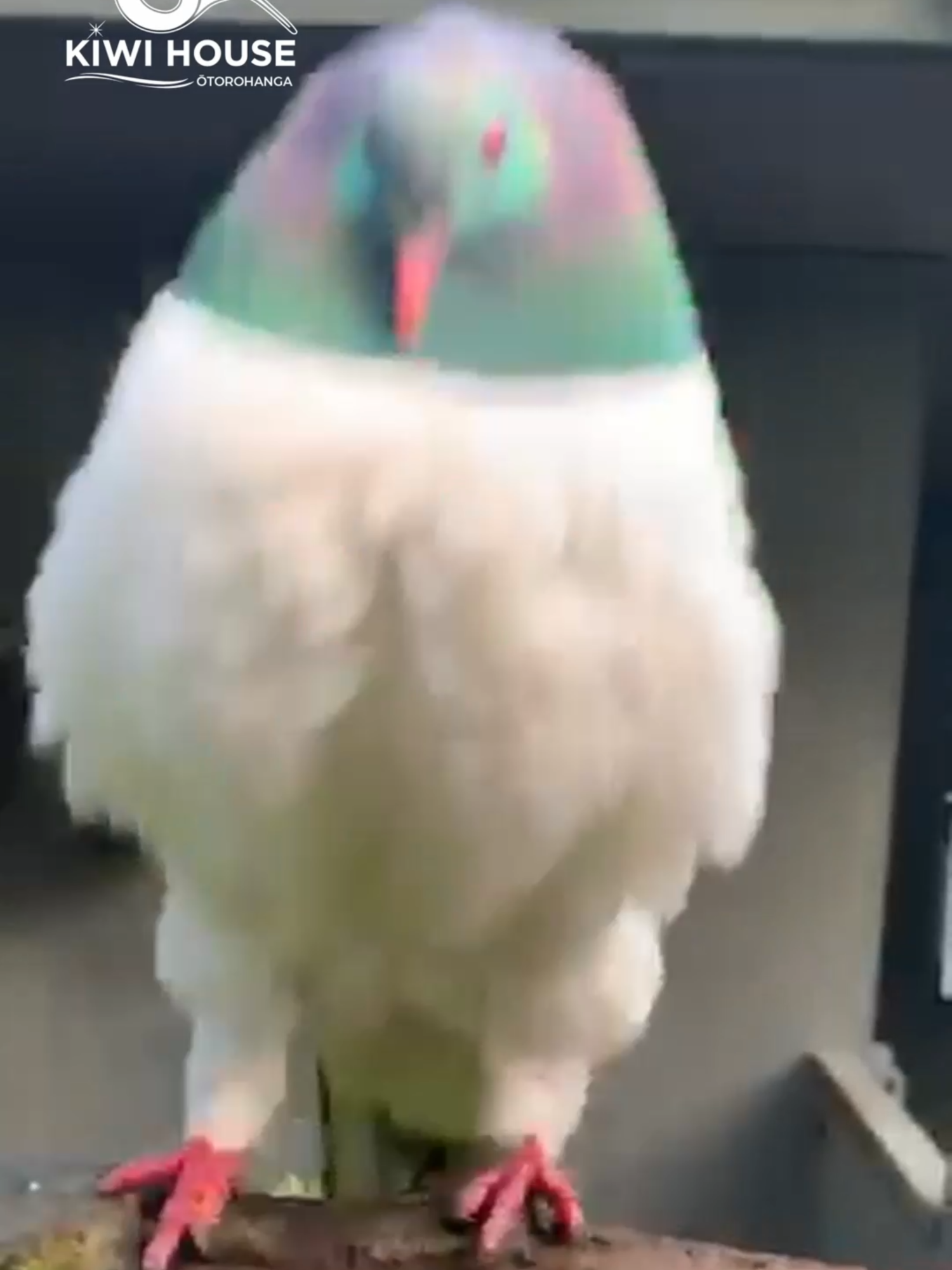 Wings out, chest puffed, and hoping someone is impressed. 💘 When the beat drops and you remember you’re New Zealand’s most underrated dancer. 🕺💃🕊️ This kererū is putting on the moves — part ballet, part bouncer, all bird. It’s not just for show — this is full-blown kererū courtship. #KereruGroove #Bushballroom #NZBirds #FlapItLikeItsHot #OtorohangaKiwiHouse #BirdsWithRizz #KereruDanceOff #WildlifeRomance #BirdsOfAotearoa #fyp #trending #viral