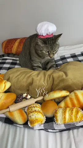 New merch out! Now with her actua photo👩🏻‍🍳🩷 Link in Bio, make sure to hit the “shop” button to see ALL shopping options!  Link in bio!  #Chef #ChefGary #ChefMerch #ChefCat #Merch #Bakery #Biscuit #BiscuitCat #CuteGiftIdeas #GiftIdeas