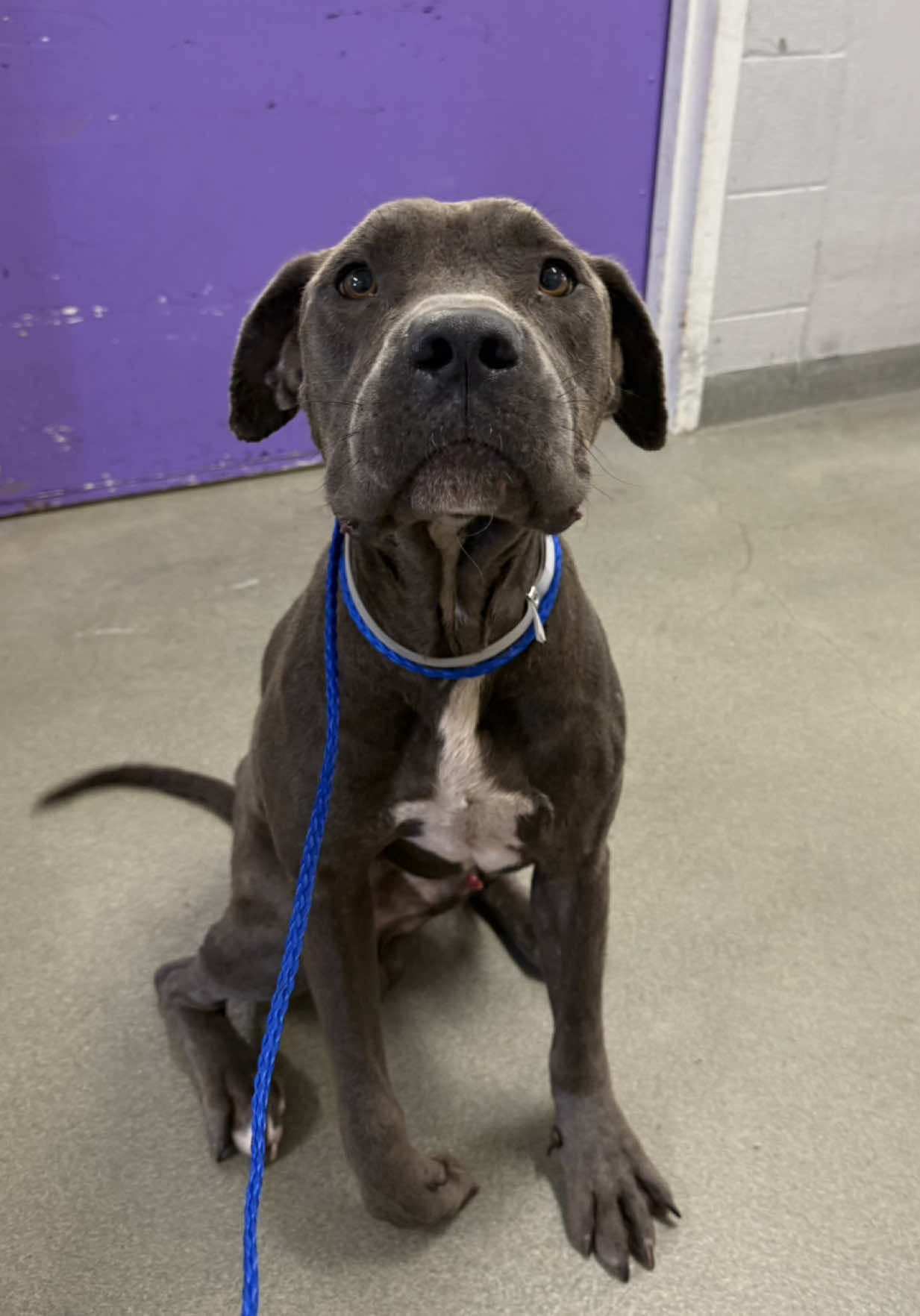Update: Safe with a rescue tag ❤️ — 🚨Langley will be euthanized Thursday 8/7🚨 RESCUE ONLY- 501c3 nonprofit Despite his injured leg, Langley was full of joy today. He was hopping around, tail wagging, and covered me in kisses. He’s rescue only, which means the shelter needs a rescue partner to pull him. If you’re a local foster, please comment that you can commit long-term so rescues can see and consider saving him. Langley doesn’t deserve to die because he got hurt. He was very friendly to a female bulldog we tested him with.  •Questions? Check the FAQ on my highlights on instagram •ID: #A2027003   •Intake: stray -2 dark brown dogs possibly dumped keeps coming onto commercial property for a week •Male •5YR •49lbs •Heartworm negative   •Staffie mix Please be aware that all euth dogs need a hold by 1PM. If you want to help, please be proactive do not wait! If you're interested in a pet and live out of state, I encourage you to reach out to your local rescues to see if they pull from Texas shelters. 🛑 Before you comment something unkind, please understand this: I receive the euthanasia list from the shelter between 1–3PM, and the deadline to save the listed dogs is 1PM the following day. This timing is completely out of my control. I am not the shelter and do not decide which animals are placed on the list or what their outcomes will be. I’m just a volunteer networking and advocating for at-risk dogs. The shelter is legally required to accept every animal brought to them regardless of breed, temperament, health, or circumstance. Because intake is so high and space is so limited, there is a  daily euthanasia list. I can’t take every dog home or hold any dog for anyone for any period of time, I already have several dogs and fosters in my care. Please be aware that all euth dogs need a hold by 1PM. If you want to help, please be proactive do not wait! If you're interested in a pet and live out of state, I encourage you to reach out to your local rescues to see if they pull from Texas shelters. 📌 Please contact BARC if you are local and can help! Neither BARC nor the page can assist out of state adoption or foster offers. We are NOT the shelter. 💌 𝗔𝗹𝗹 𝗵𝗼𝗹𝗱𝘀 𝗠𝗨𝗦𝗧 𝗯𝗲 𝗶𝗻 𝘄𝗿𝗶𝘁𝗶𝗻𝗴, 𝘀𝗼 𝗽𝗹𝗲𝗮𝘀𝗲 𝗱𝗼 𝗻𝗼𝘁 𝗖𝗮𝗹𝗹. 𝗜𝗳 𝗟𝗼𝗰𝗮𝗹 𝗮𝗻𝗱 𝗶𝗻𝘁𝗲𝗿𝗲𝘀𝘁𝗲𝗱 𝗶𝗻 𝗙𝗼𝘀𝘁𝗲𝗿𝗶𝗻𝗴 𝗼𝗿 𝗔𝗱𝗼𝗽𝘁𝗶𝗼𝗻, 𝗲𝗺𝗮𝗶𝗹 𝗮𝗹𝗹 𝗯𝗲𝗹𝗼𝘄:  barcfoster@houstontx.gov barcadoptions@houstontx.gov BARC.Aid@houstontx.gov 𝐏𝐥𝐞𝐚𝐬𝐞 𝐮𝐬𝐞 𝐭𝐡𝐞 𝐚𝐧𝐢𝗺𝐚𝐥’𝐬 𝐬𝐞𝐯𝐞𝐧 𝐝𝐢𝐠𝐢𝐭 𝐈𝐃 𝐧𝐮𝗺𝐛𝐞𝐫 𝐰𝐡𝐞𝐧 𝐜𝗼𝐧𝐭𝐚𝐜𝐭𝐢𝐧𝐠 𝐭𝐡𝐞 𝐬𝐡𝐞𝐥𝐭𝐞𝐫. 📍BARC Animal Shelter  3200 Carr St Houston, TX 77026 www.houstontx.gov #foster #rescuedog #shelterdog #houston #texas #fosteringsaveslives 