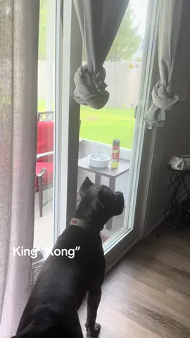 Pay attention to my finger 😂 Kong see’s the reflection from the television and that’s what he’s barking at 😂😂😂😂 #funny #kong #7monthsold #canecorso #kingkong #fyp #viral 