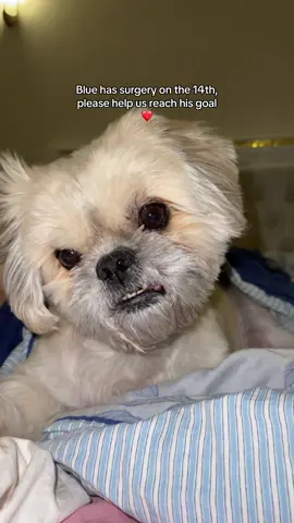 Link in bio 🤍 #EmergencySurgery #Doglover #puppy #shihtzu #dogsoftiktok #helpmydog #gofundme #puppytiktok #puppytok #puppycheck #puppiesoftiktok #cute #soundsfordogs #dogsofttiktok #dogtok