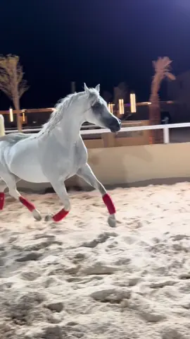 بنت زاهر المعود 