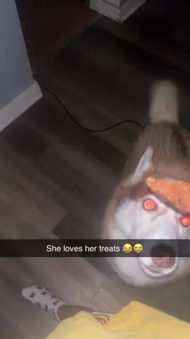 She’s literally just a girl #fyp #huskeylife #dogtreats #sweattreat #🐾 #goodestgirl #dog #siberianhusky #mydog #hungry #literallyjustagirl #nightlytreat 