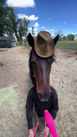 Horsen around 😉 #funny #horse #animals #juggling 