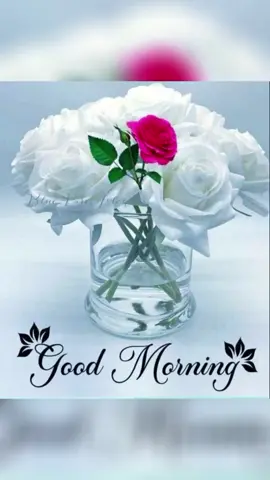 #foryoupage #good morning 🌞🌄 friends 🌄🌞🌄#❤️❤️❤️❤️❤️❤️❤️❤️❤️❤️❤️❤️♥️ #❤️❤️❤️❤️❤️❤️❤️❤️❤️❤️❤️❤️♥️ 