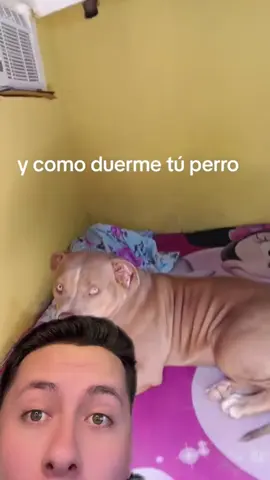 Así duerme el perro ?😳😂 #antonyviews 