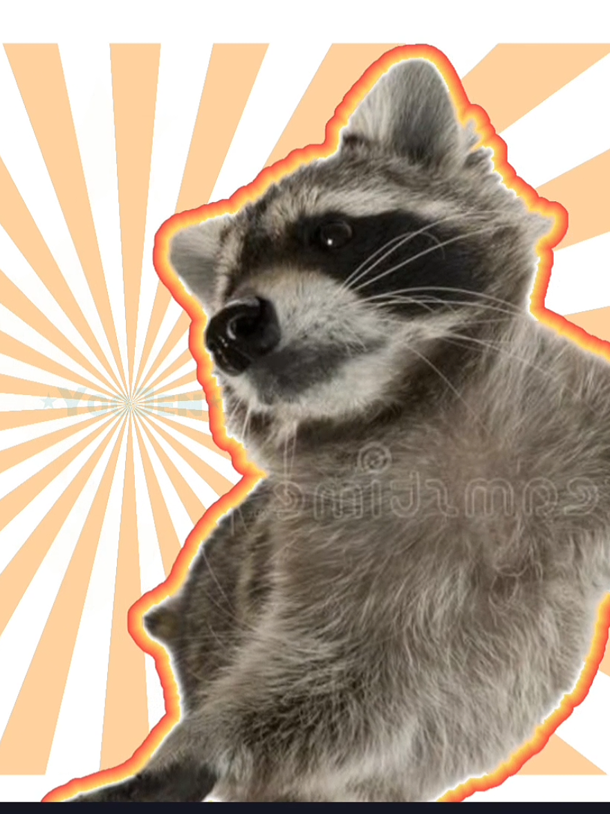 videos from: @🐊ZÊRPŸŸŸ🦎 @CyberRacc 🇪🇺  @leebit para ti beba  #raccoon #meme #cuteraccoon #animationmeme #otsukaresummer 