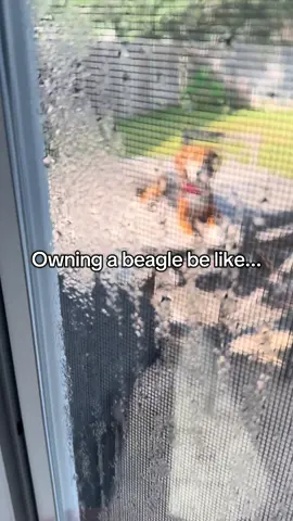 Beagle moms, why are they always on a table? #beagle #beaglesoftiktok #dog #doglover #rude #dogmom #dogmomlife 