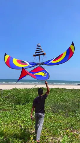 Diều cánh cốc Hậu Trần bay quá nhẹ nhàng #dieusaovietnam #shopdieucanhcochautran #layanglayang #patang 