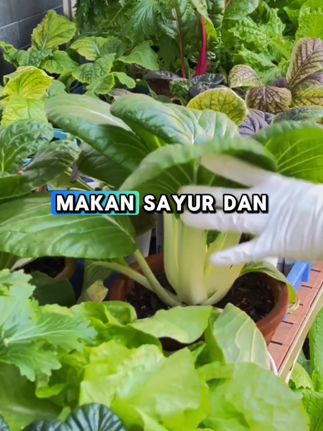 Jangan percaya makan sayur dan buah dapat menurunkan berat badan‼️#fyp #foryoupage #masukberanda #masukberandafyp #bismillahfyp 