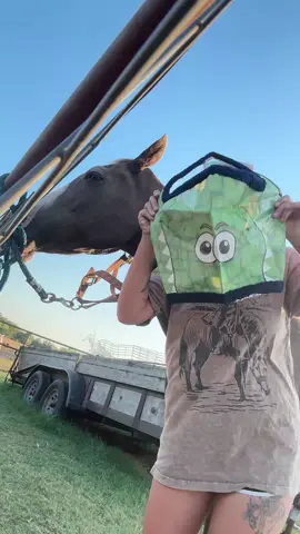 GATOR FLY MASK 🐊 #alligator #FLYMASK #horses #texas #horselife #painthorses #mares #LiveOutlandish 