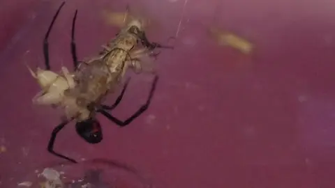 #feeding the #new #blackwidow  #Hera #spider #cricket 
